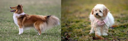 Shetland Sheepdog vs West Highland White Terrier