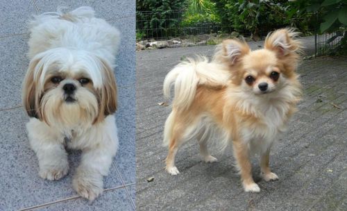Shih Tzu vs Long Haired Chihuahua - Breed Comparison