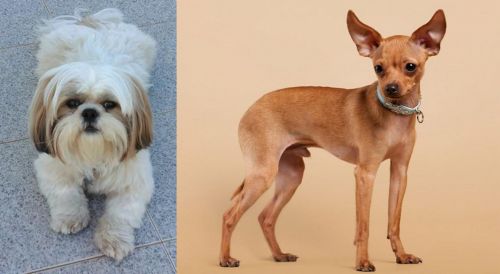 Shih Tzu vs Russian Toy Terrier - Breed Comparison