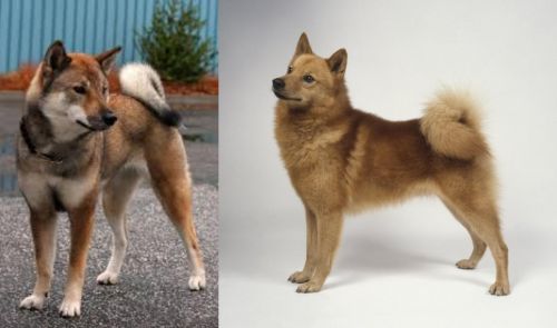 Shikoku vs Finnish Spitz - Breed Comparison