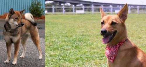 Shikoku vs Formosan Mountain Dog - Breed Comparison