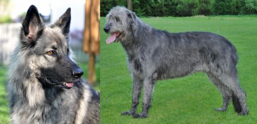 Shiloh Shepherd vs Irish Wolfhound - Breed Comparison