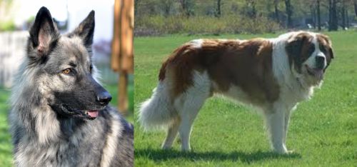 Shiloh Shepherd vs Moscow Watchdog - Breed Comparison