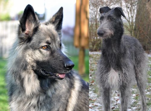 Shiloh Shepherd vs Scottish Deerhound - Breed Comparison