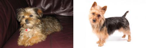 Shorkie vs Australian Terrier - Breed Comparison