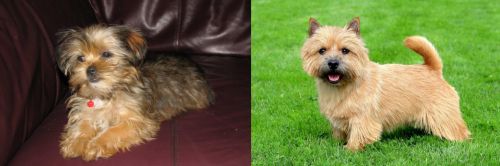 Shorkie vs Norwich Terrier - Breed Comparison
