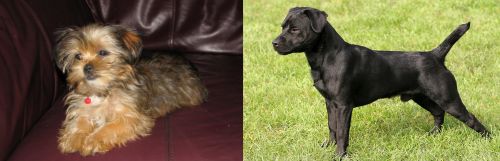 Shorkie vs Patterdale Terrier - Breed Comparison
