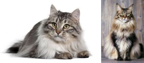 Siberian vs American Longhair - Breed Comparison