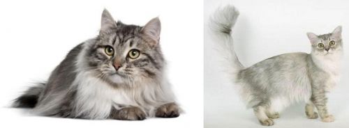 Siberian vs Asian Semi-Longhair - Breed Comparison