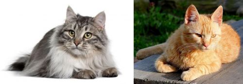 Siberian vs Brazilian Shorthair - Breed Comparison