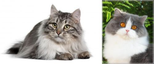 Siberian vs British Longhair - Breed Comparison