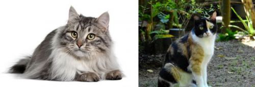 Siberian vs Calico - Breed Comparison