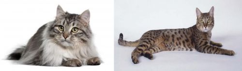 Siberian vs California Spangled Cat - Breed Comparison