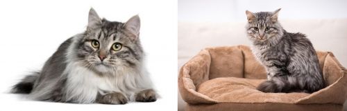 Siberian vs Domestic Mediumhair - Breed Comparison
