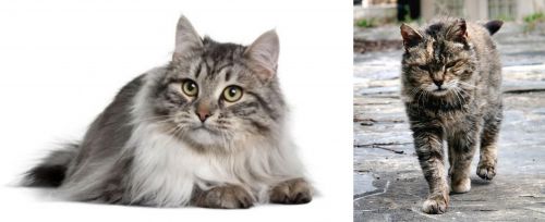 Siberian vs Farm Cat - Breed Comparison