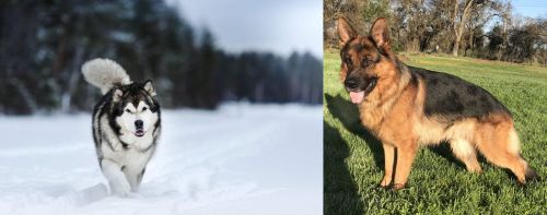 Siberian Husky vs German Shepherd - Breed Comparison