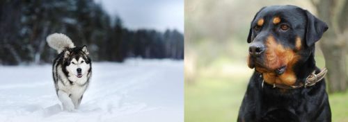Siberian Husky vs Rottweiler - Breed Comparison