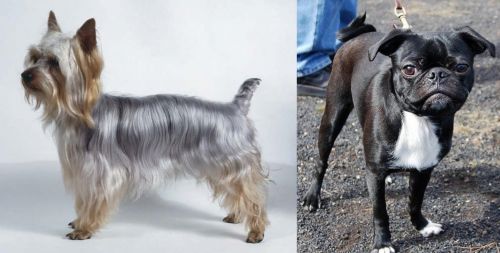 Silky Terrier vs Bugg - Breed Comparison