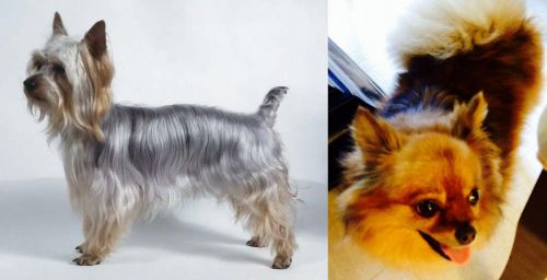Silky Terrier vs Chiapom