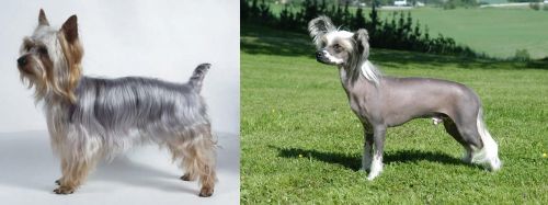 Silky Terrier vs Chinese Crested Dog - Breed Comparison