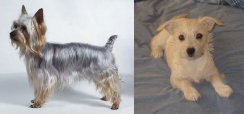 Silky Terrier vs Chipoo - Breed Comparison