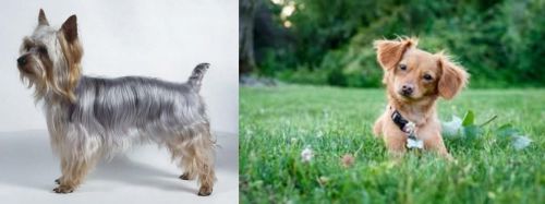 Silky Terrier vs Chiweenie - Breed Comparison