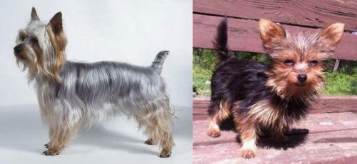 Silky Terrier vs Chorkie - Breed Comparison