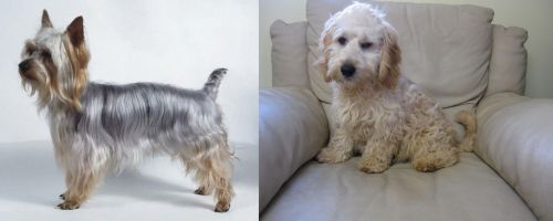 Silky Terrier vs Cockachon - Breed Comparison