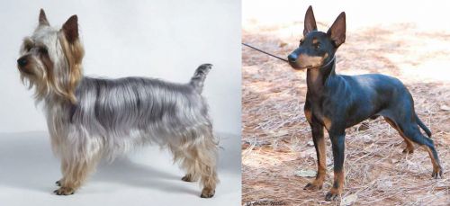 Silky Terrier vs English Toy Terrier (Black & Tan) - Breed Comparison