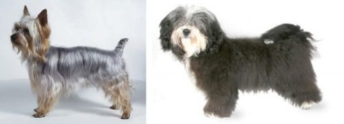 Silky Terrier vs Havanese - Breed Comparison