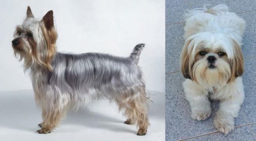 Silky Terrier vs Shih Tzu - Breed Comparison