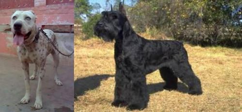Sindh Mastiff vs Giant Schnauzer - Breed Comparison