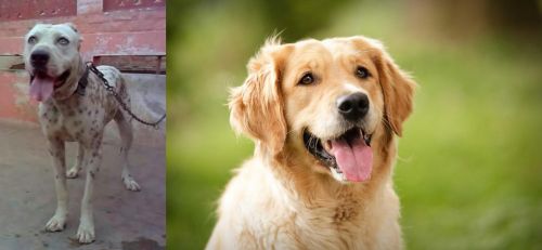 Sindh Mastiff vs Golden Retriever - Breed Comparison