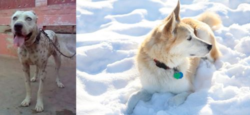 Sindh Mastiff vs Labrador Husky - Breed Comparison