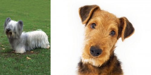 Skye Terrier vs Airedale Terrier - Breed Comparison
