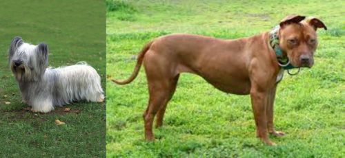 Skye Terrier vs American Pit Bull Terrier - Breed Comparison
