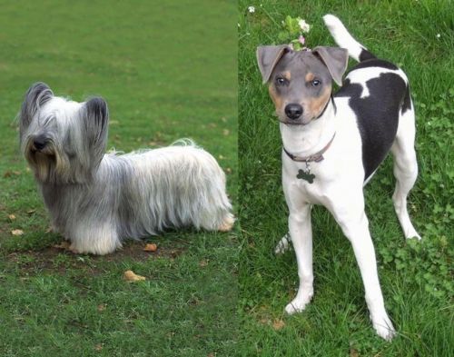 Skye Terrier vs Brazilian Terrier - Breed Comparison