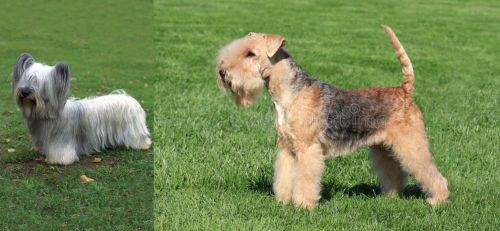 Skye Terrier vs Lakeland Terrier - Breed Comparison