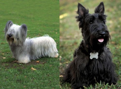 Skye Terrier vs Scoland Terrier - Breed Comparison