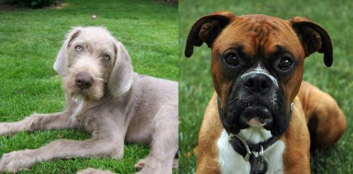 Slovakian Rough Haired Pointer vs Boxer - Breed Comparison