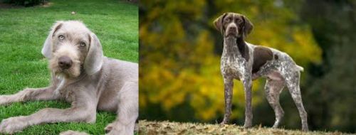 Slovakian Rough Haired Pointer vs Braque Francais (Gascogne Type) - Breed Comparison