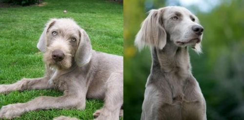 Slovakian Rough Haired Pointer vs Longhaired Weimaraner - Breed Comparison