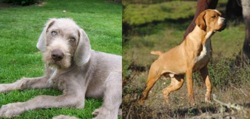 Slovakian Rough Haired Pointer vs Portuguese Pointer
