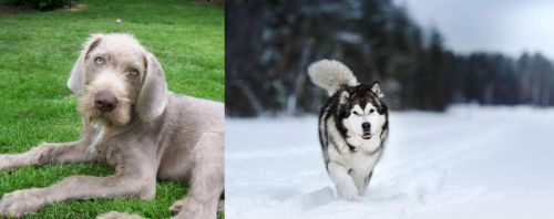 Slovakian Rough Haired Pointer vs Siberian Husky - Breed Comparison