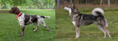 Small Munsterlander vs East Siberian Laika - Breed Comparison