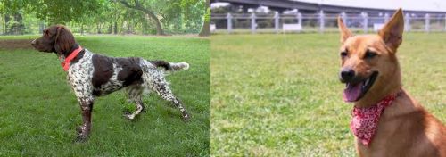 Small Munsterlander vs Formosan Mountain Dog - Breed Comparison