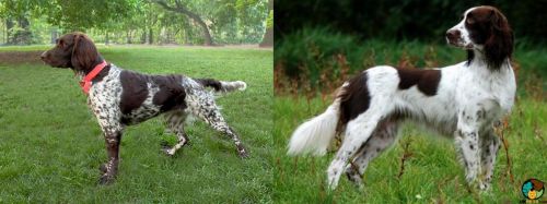 Small Munsterlander vs French Spaniel - Breed Comparison