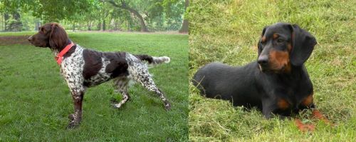 Small Munsterlander vs Slovakian Hound - Breed Comparison