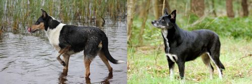 Smooth Collie vs Lapponian Herder - Breed Comparison