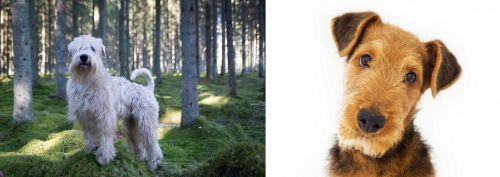 Soft-Coated Wheaten Terrier vs Airedale Terrier